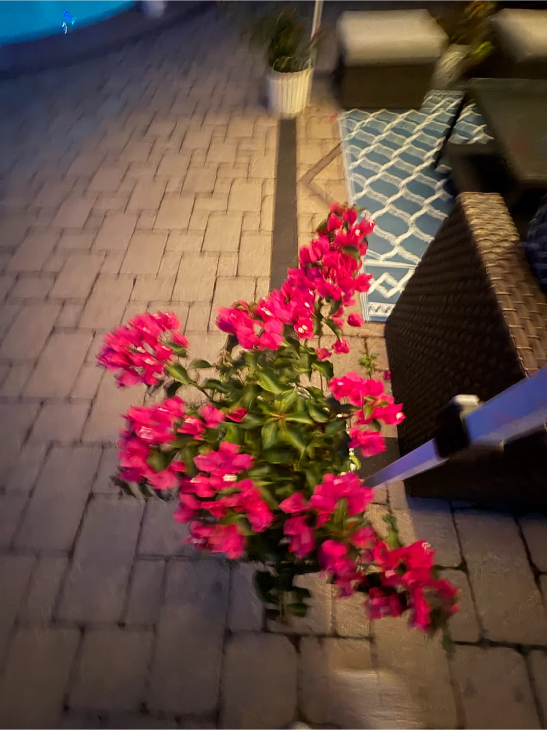 Pink Bougainvillea Plant in White Planter - photo 2