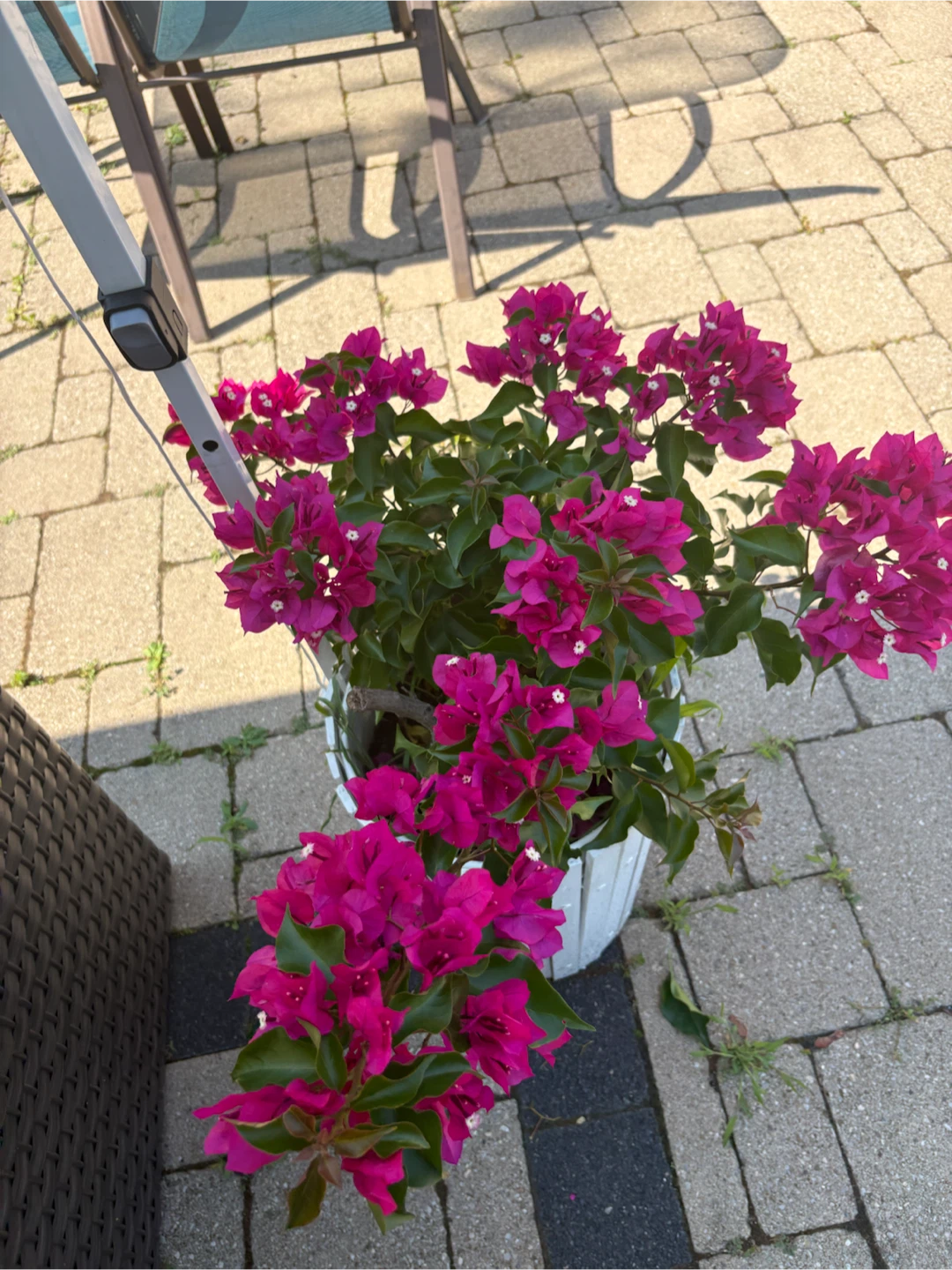 Pink Bougainvillea Plant in White Planter - photo 3