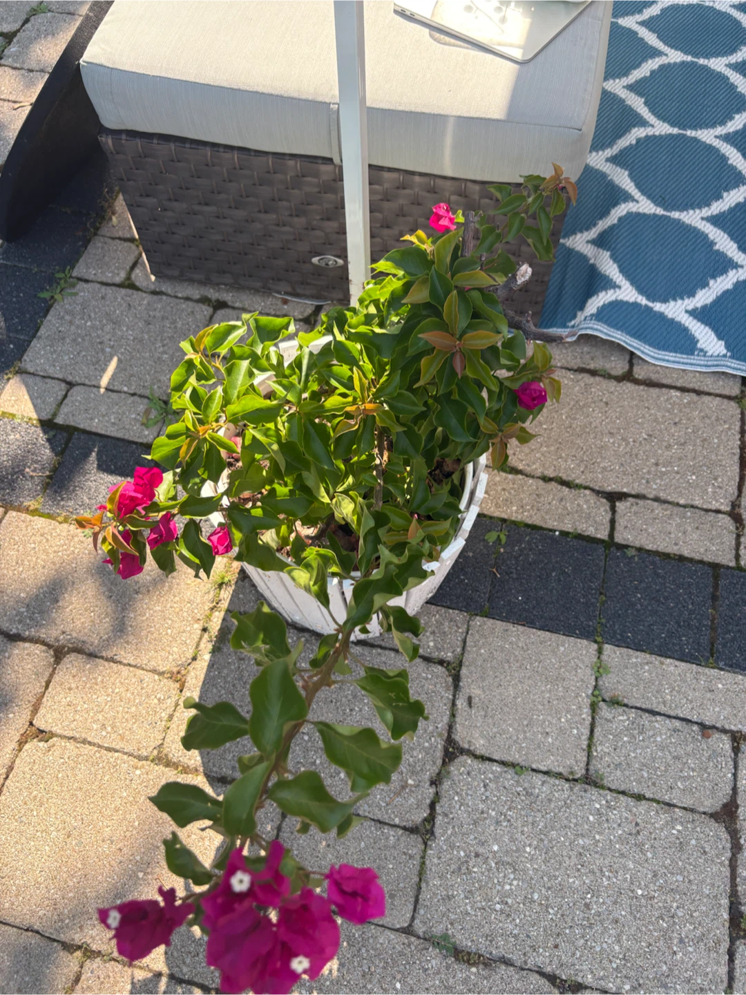 Pink Bougainvillea Plant in White Planter - photo 4