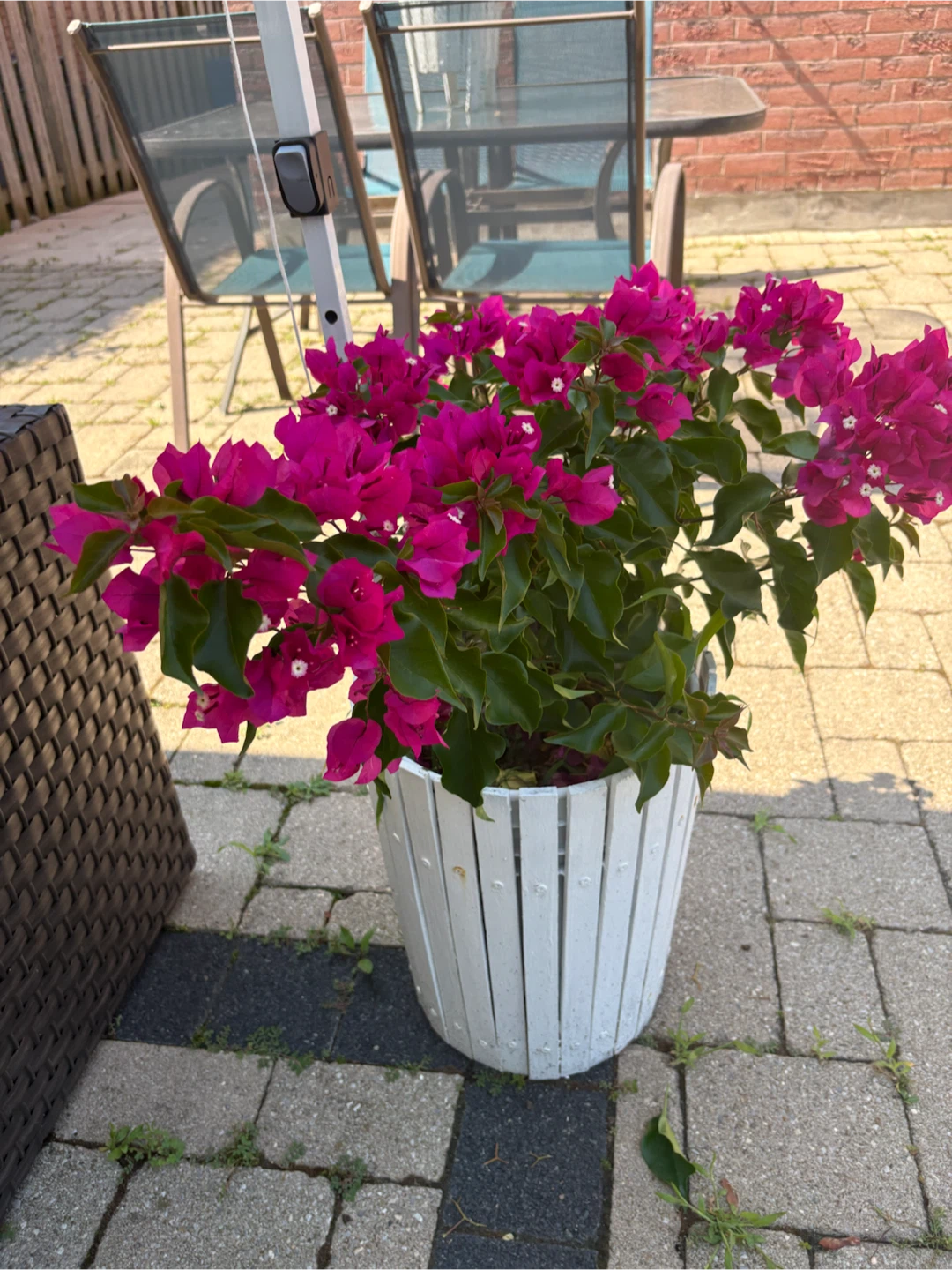Pink Bougainvillea Plant in White Planter - photo 5