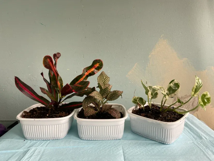 3 indoor plants