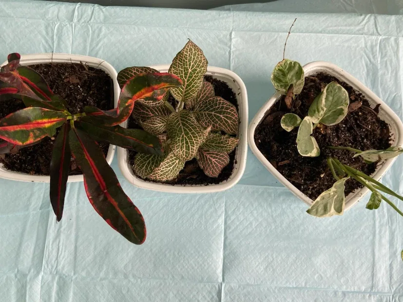 3 indoor plants - photo 2