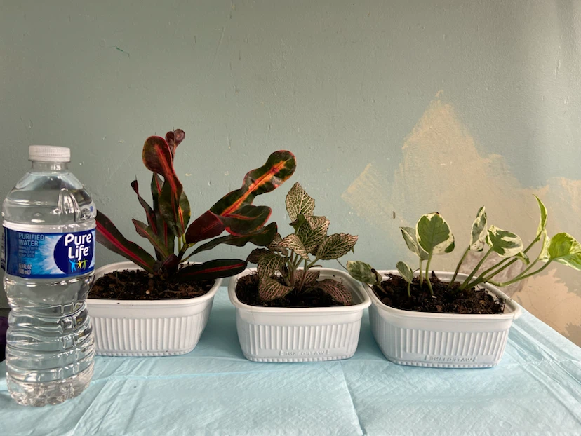 3 indoor plants - photo 3