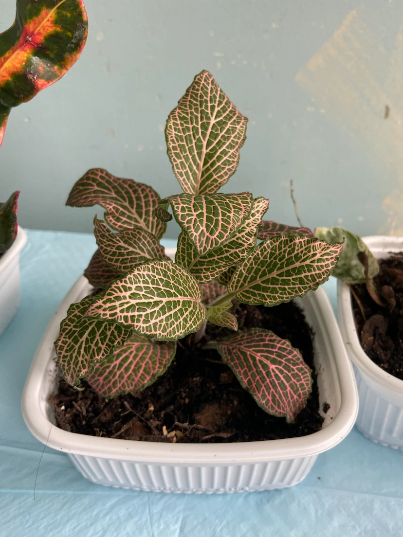 3 indoor plants - photo 4
