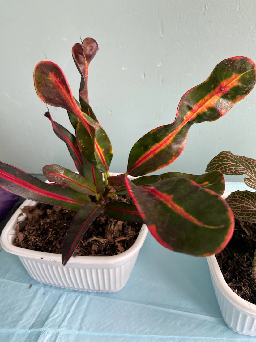 3 indoor plants - photo 5