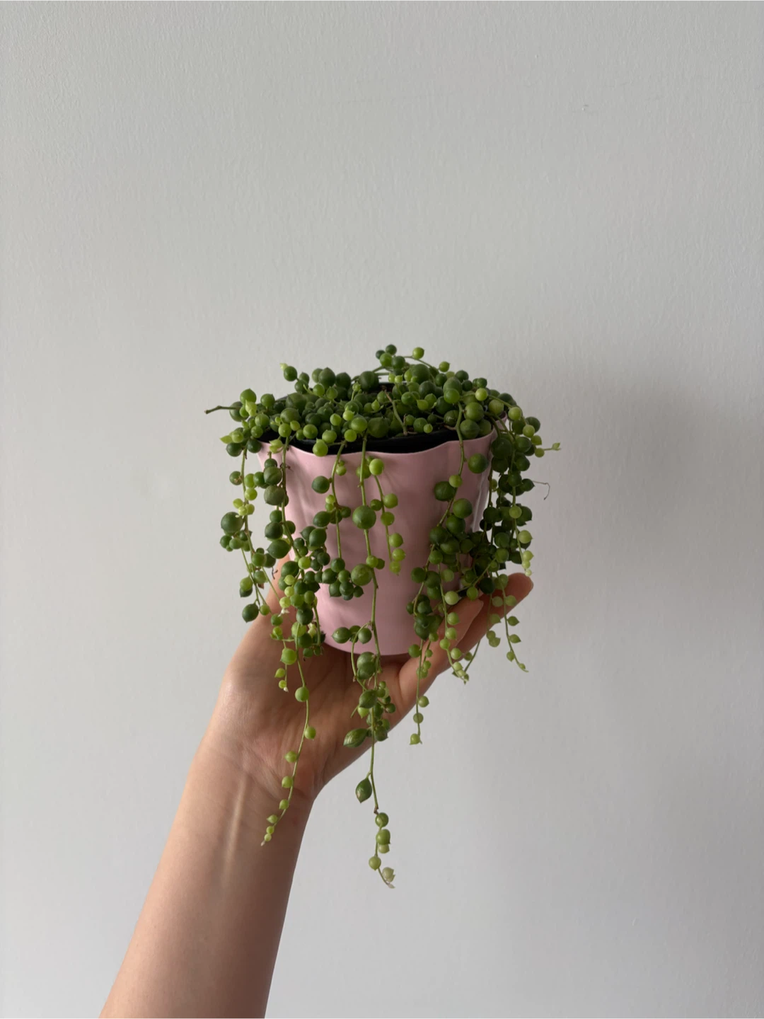 String of Pearls Plant