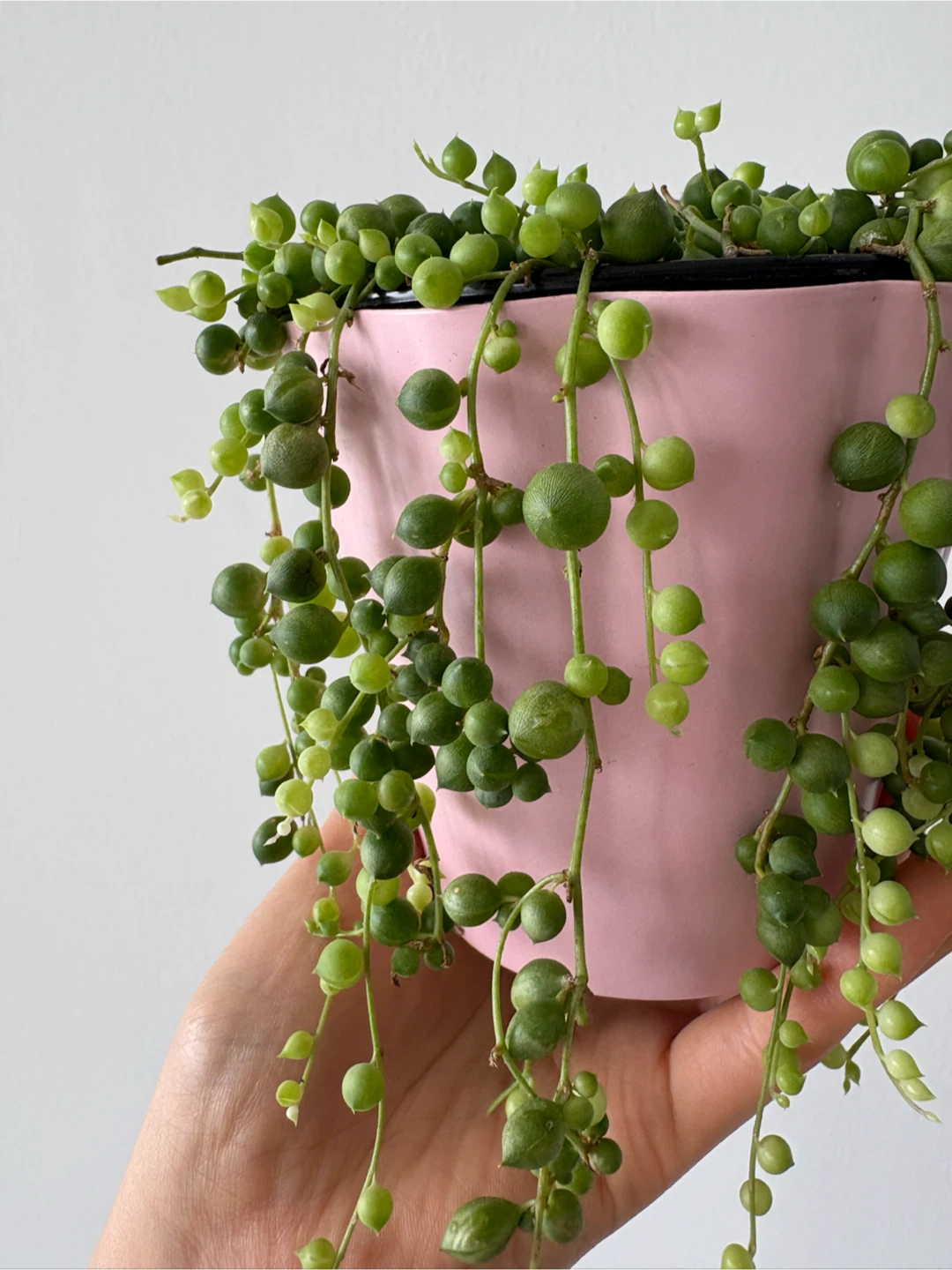 String of Pearls Plant - photo 2