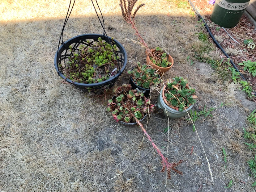 Hanging basket and potted succulents (10for all)