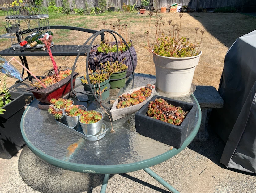 Succulents only $20 for all of them