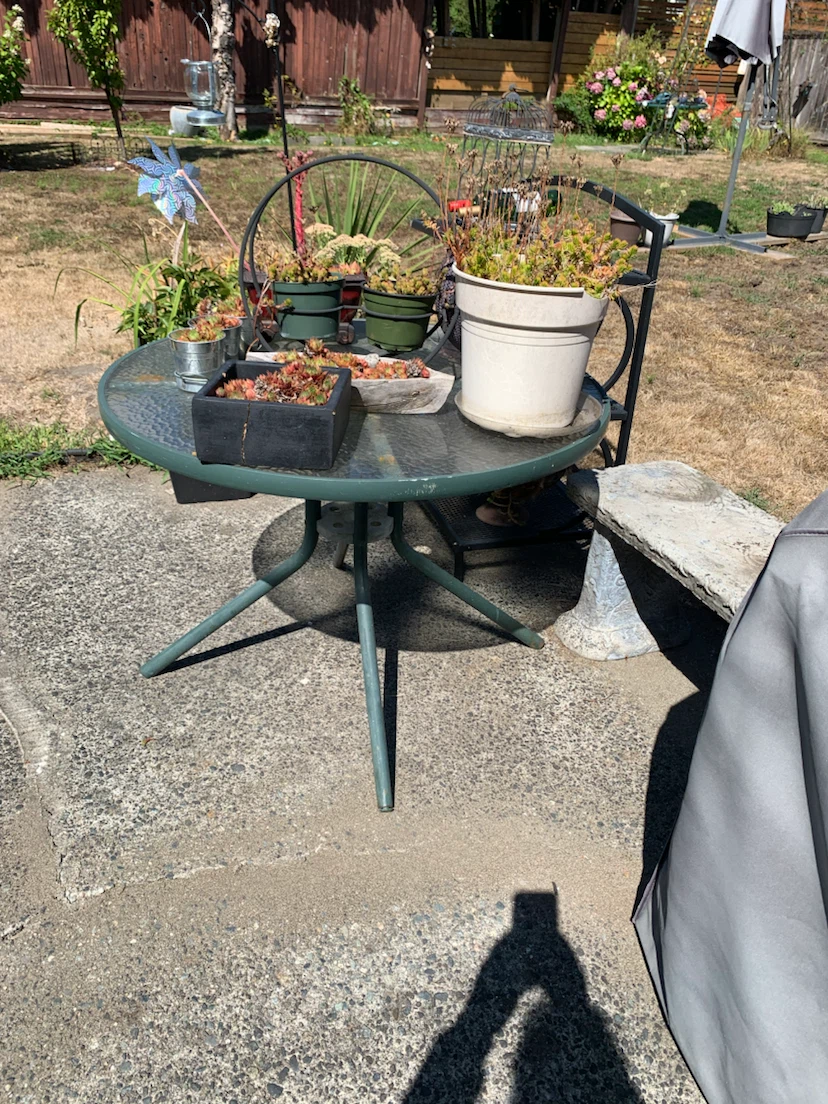 Succulents only $20 for all of them - photo 2