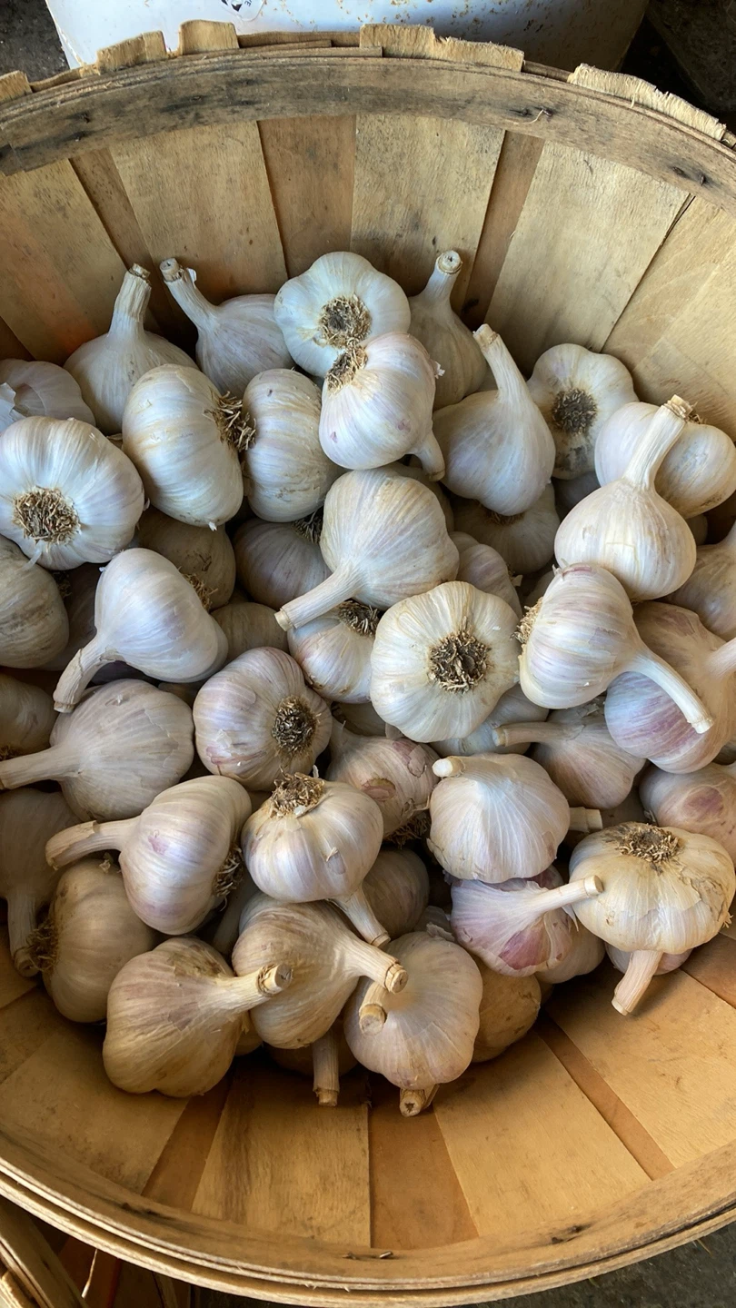 Fresh Garlic Bulbs - photo 2