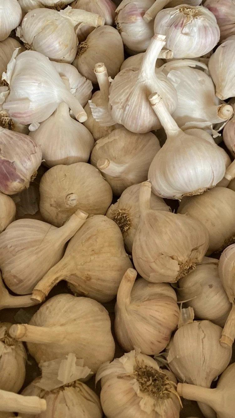 Fresh Garlic Bulbs - photo 3