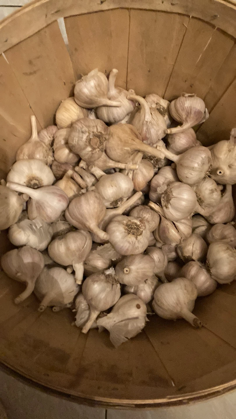 Fresh Garlic Bulbs - photo 4