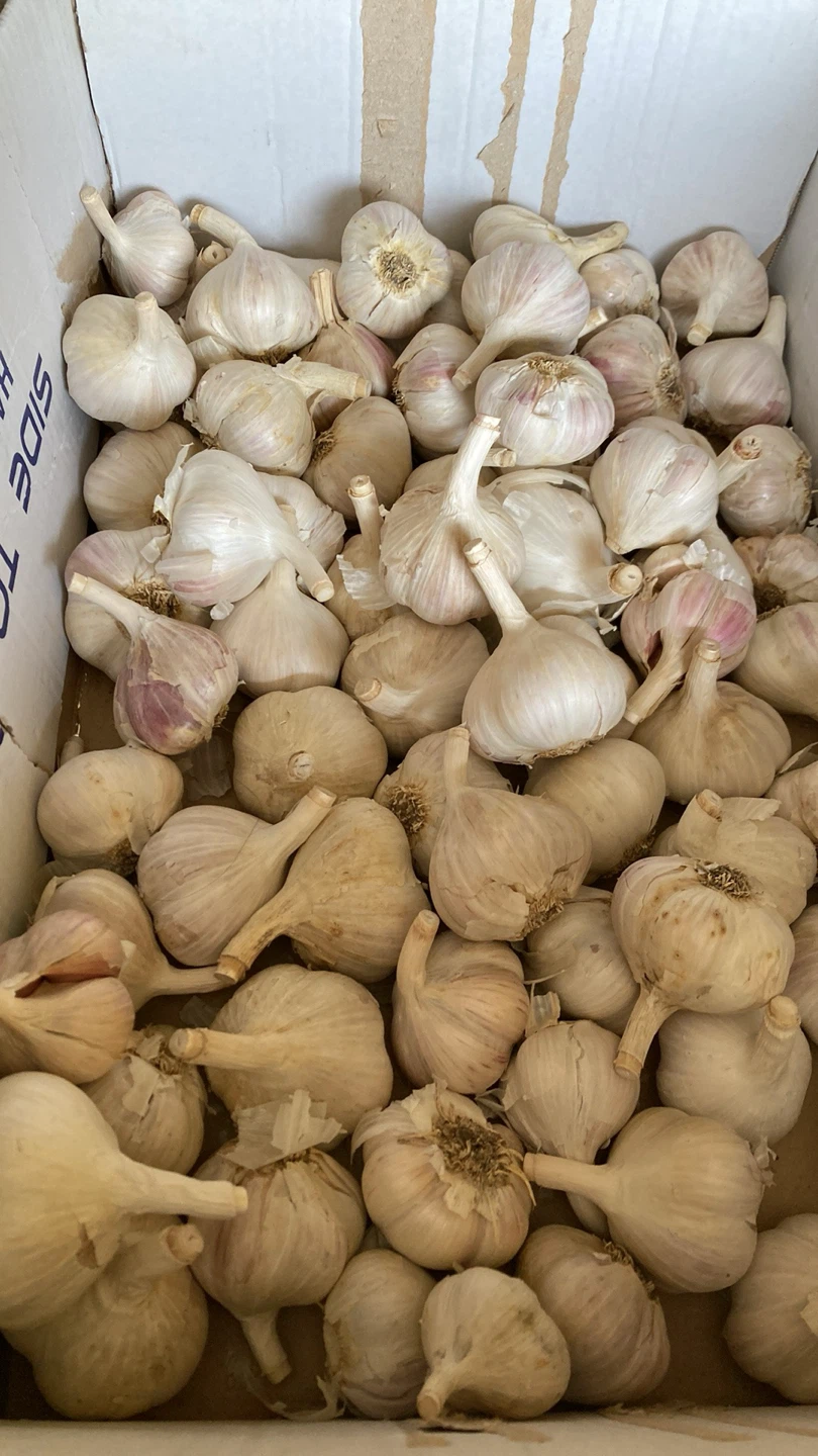 Fresh Garlic Bulbs - photo 5