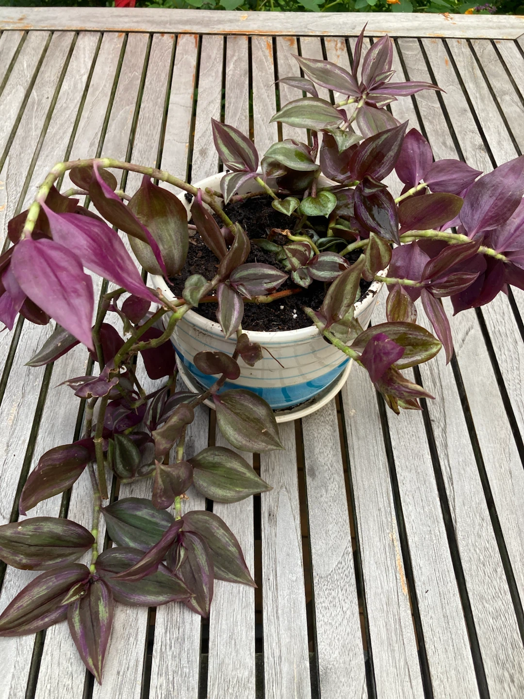 Tradescantia Zebrina Plant in Ceramic Pot