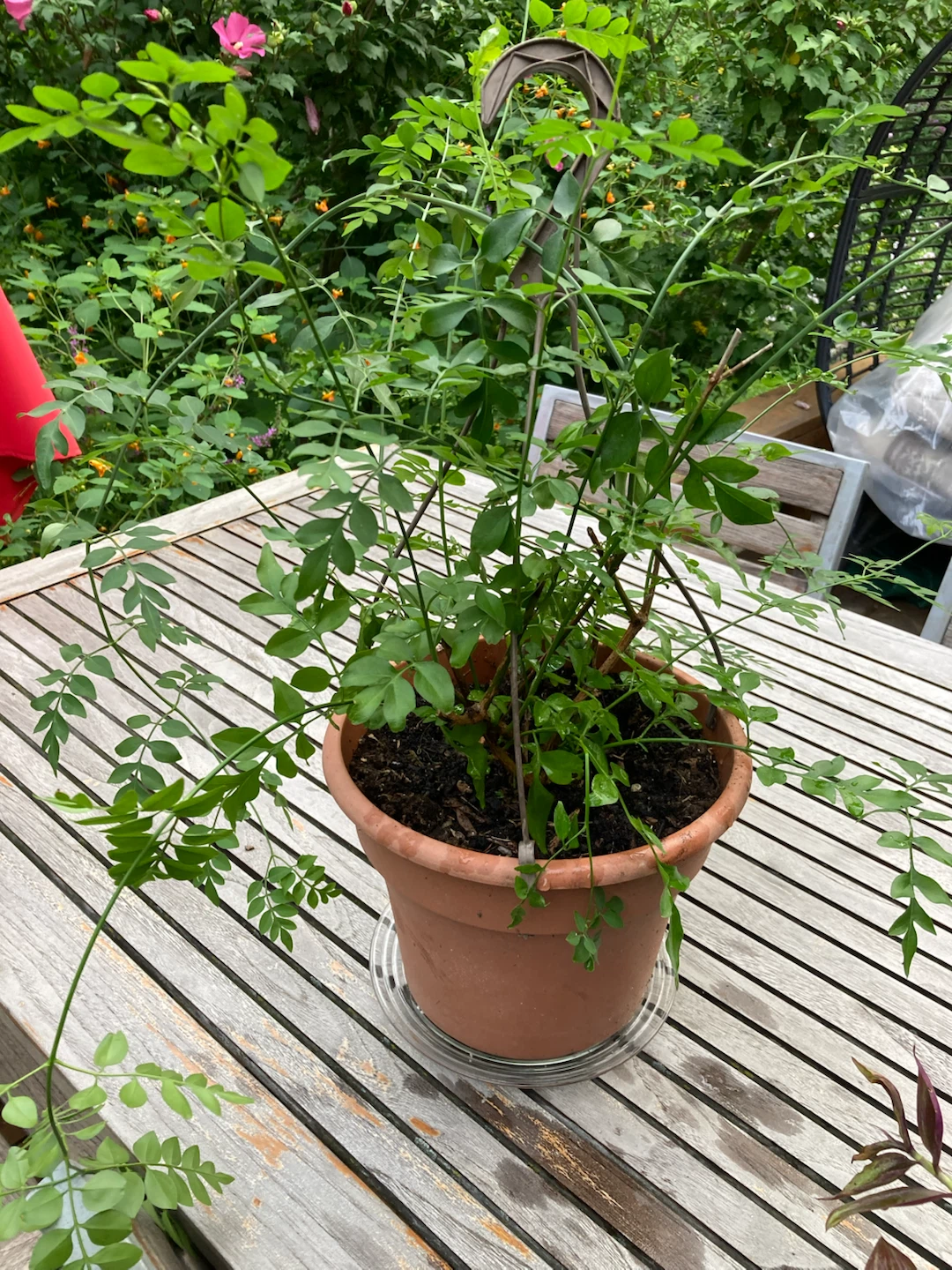 Potted Jasmine Plant