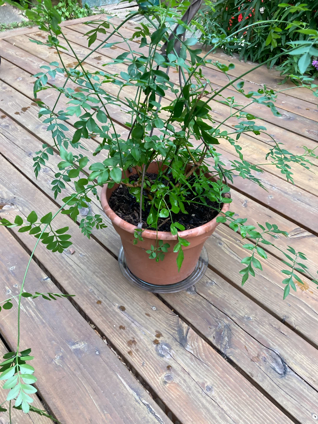 Potted Jasmine Plant - photo 2
