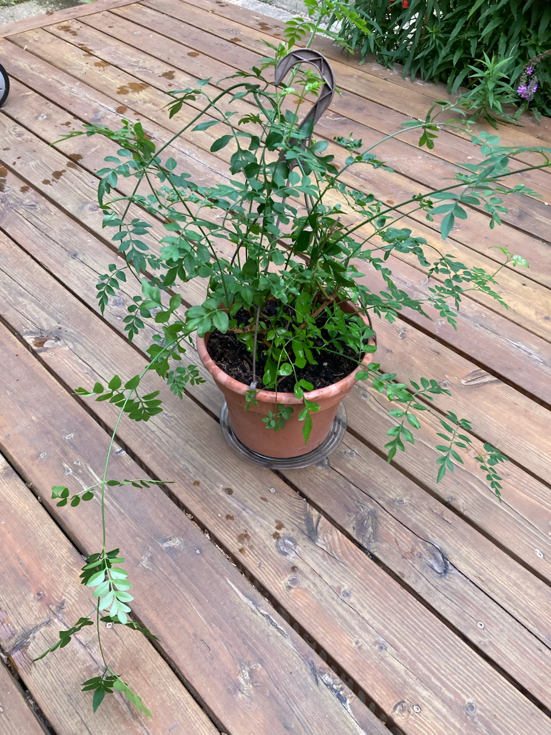 Potted Jasmine Plant - photo 3