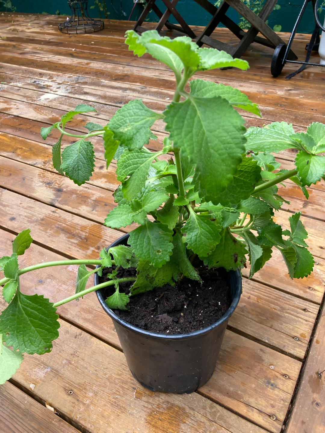 Potted Jamaican Thyme/Cuban Oregano/Mexican Mint Potted Plant