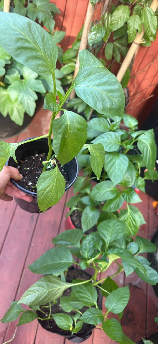 Green Bell Pepper Plants - photo 2