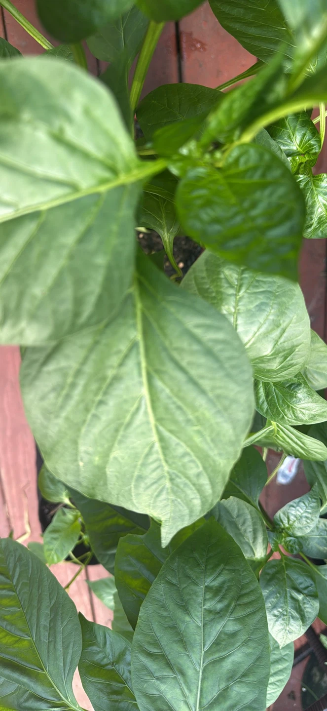 Green Bell Pepper Plants - photo 3
