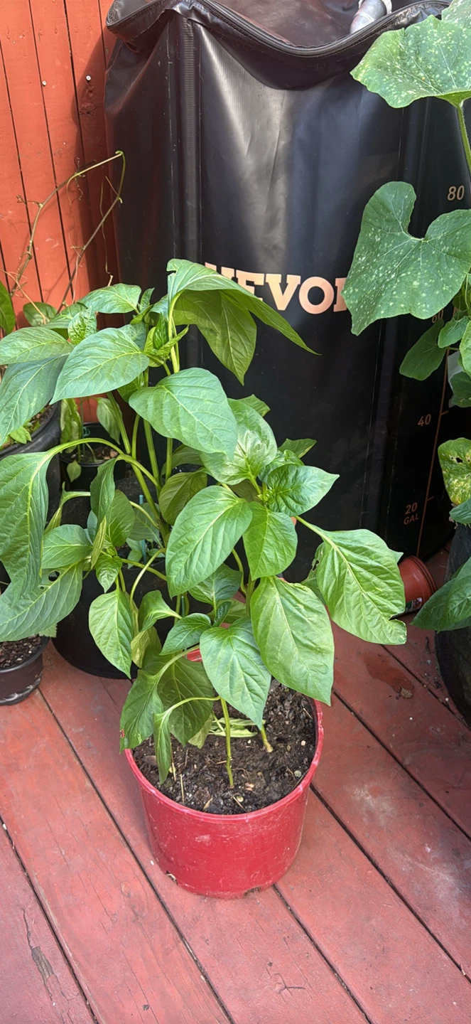 Green Bell Pepper Plants - photo 4