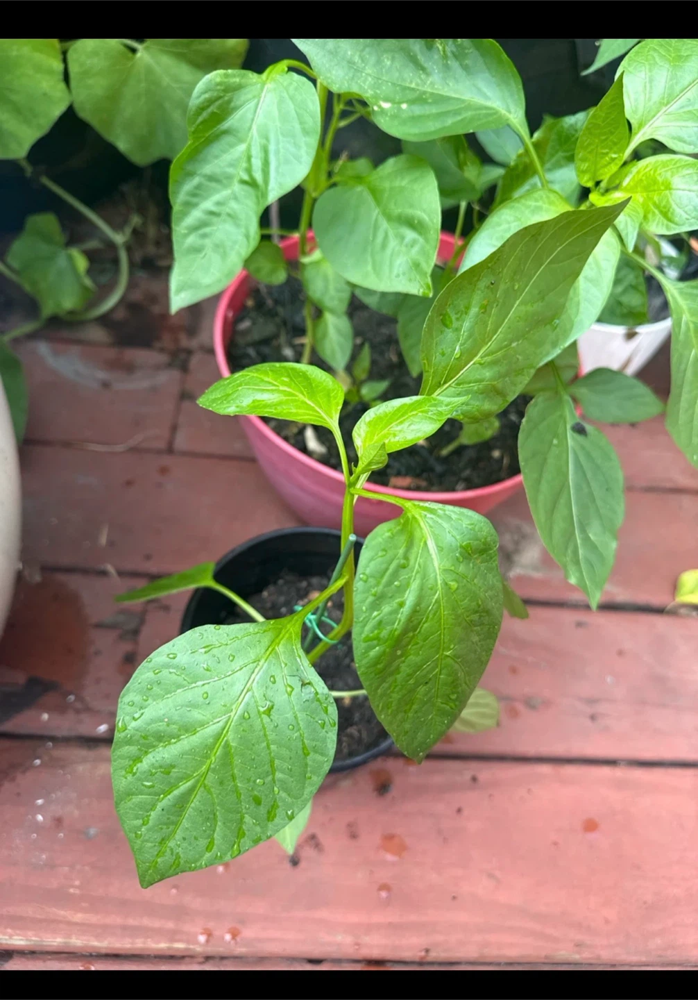 Green Bell Pepper Plants - photo 5