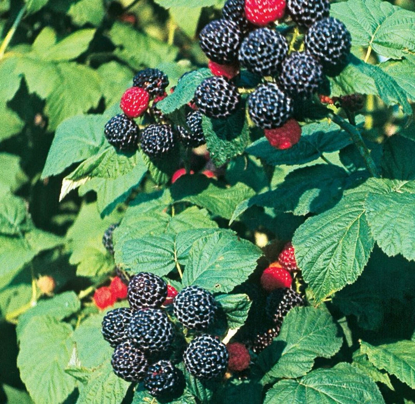 Blackberry Plant in Pot - photo 4