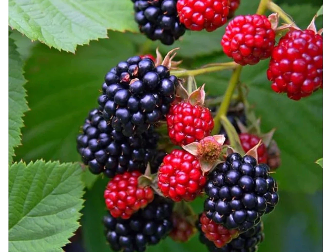 Blackberry Plant in Pot - photo 5