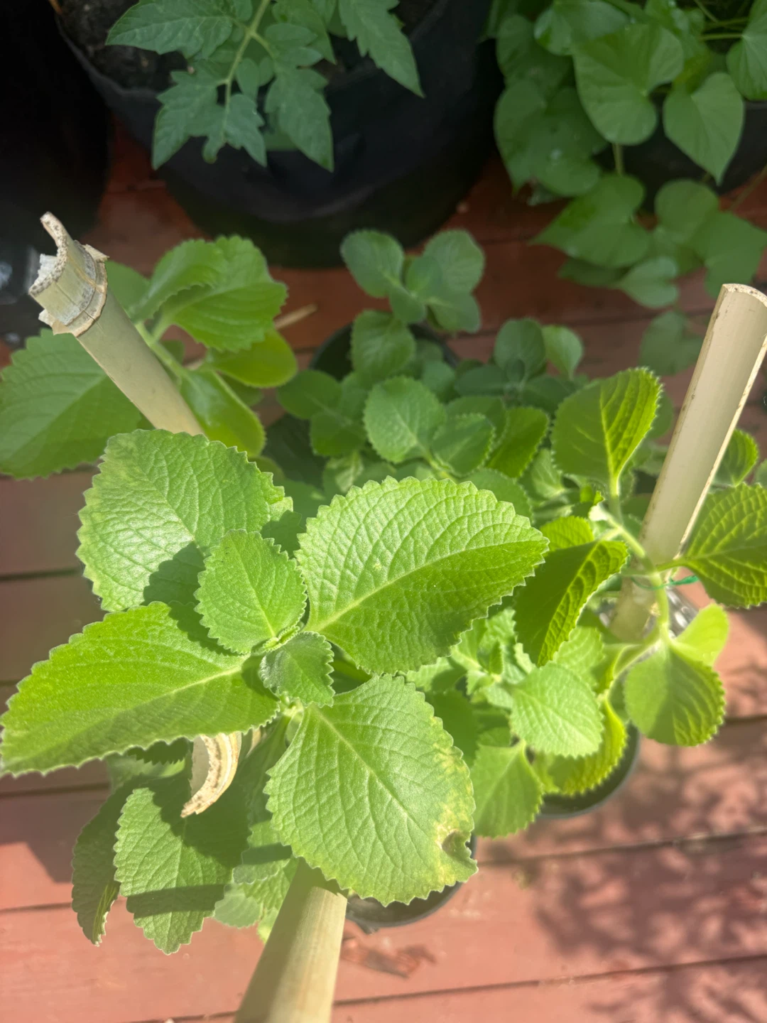Orégano Menta tomillo   oregano poleo  Oregon - photo 4