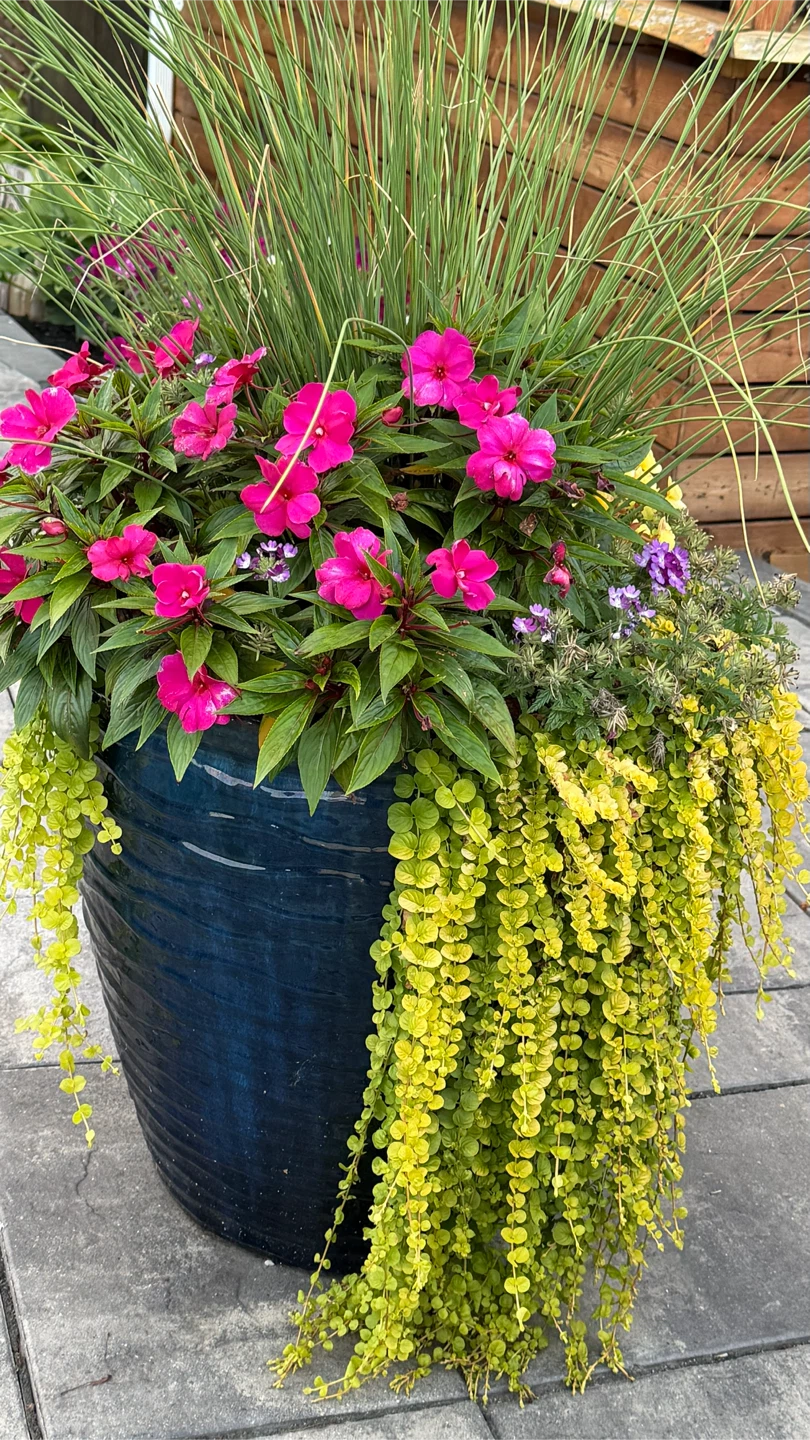 Large Blue Glazed Planter with Assorted Perennials