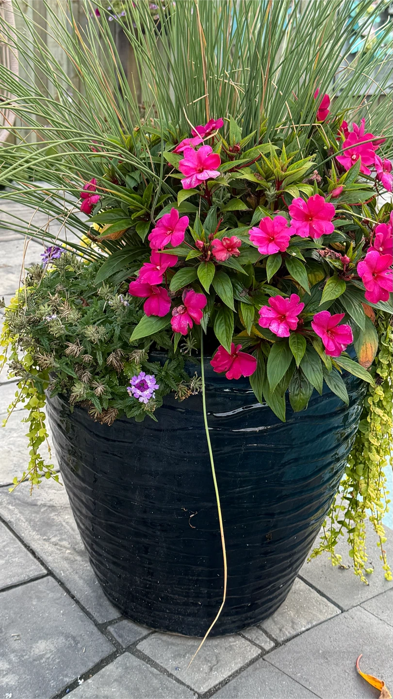 Large Blue Glazed Planter with Assorted Perennials - photo 2