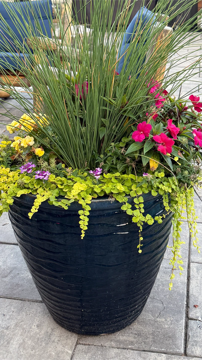 Large Blue Glazed Planter with Assorted Perennials - photo 3