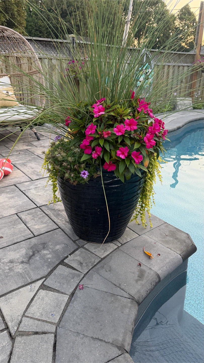 Large Blue Glazed Planter with Assorted Perennials - photo 4