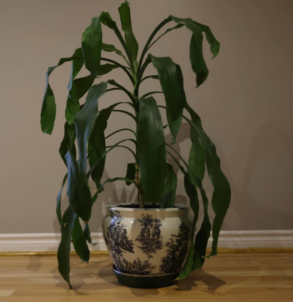Potted Plant with Decorative Pot