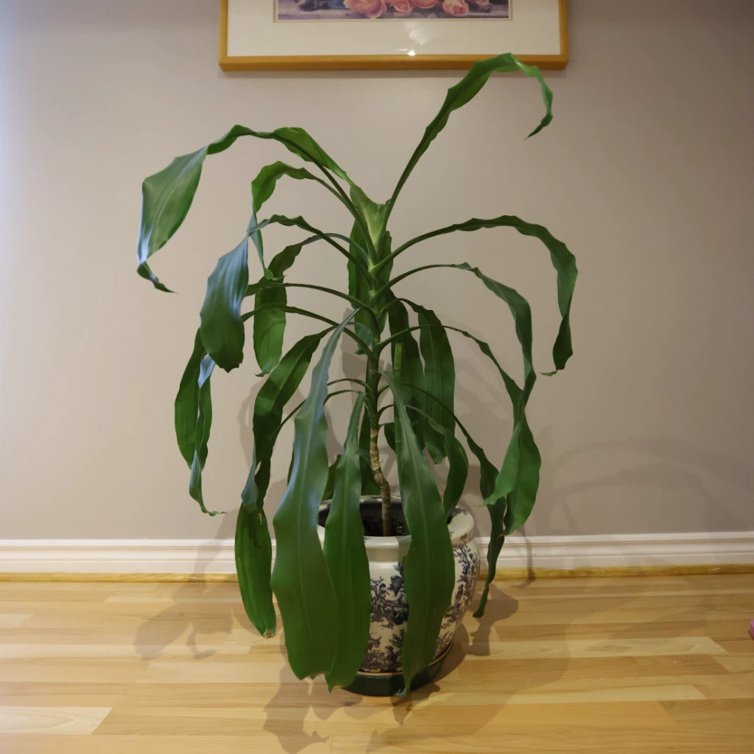 Potted Plant with Decorative Pot - photo 3