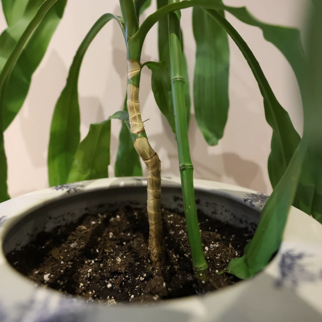 Potted Plant with Decorative Pot - photo 4