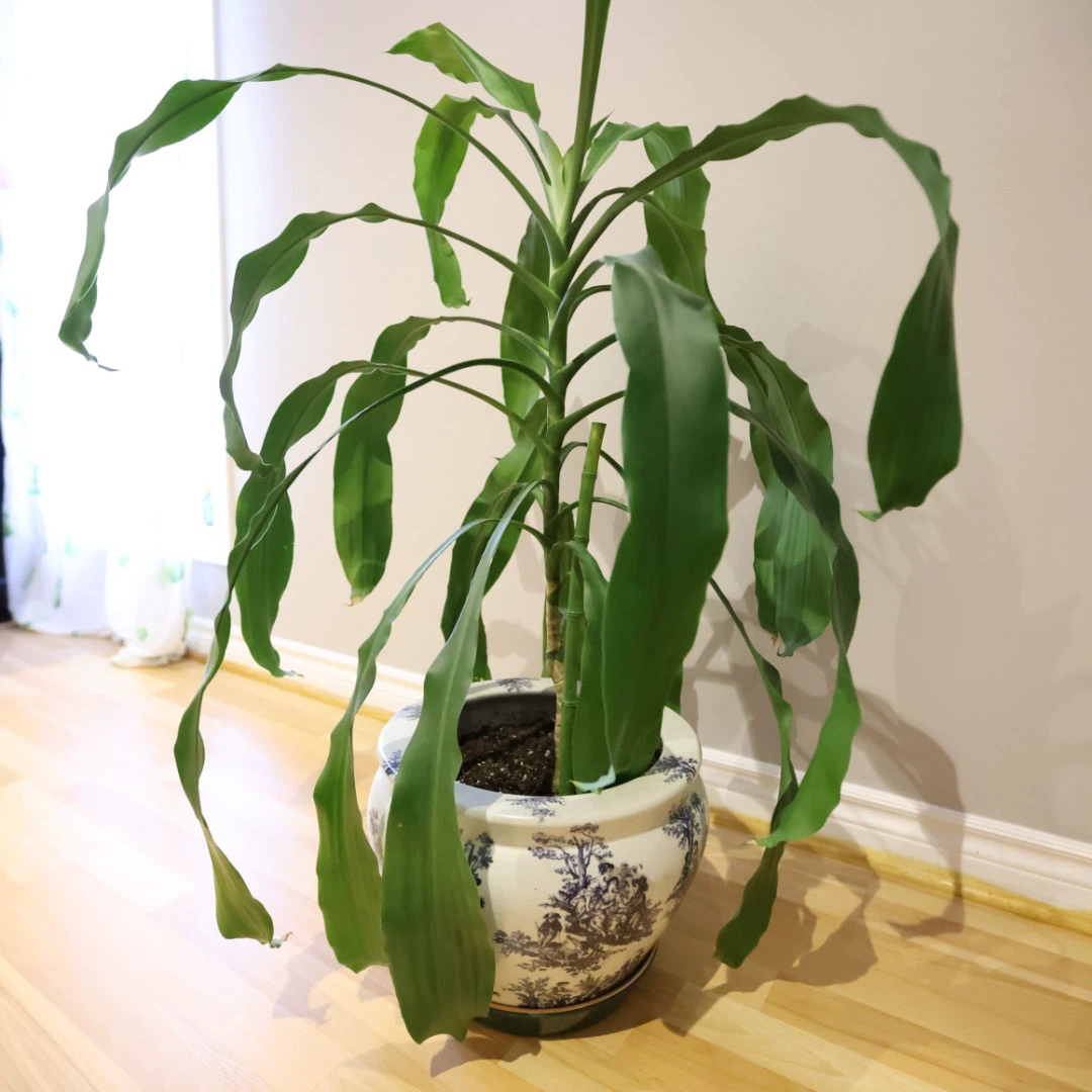 Potted Plant with Decorative Pot - photo 5