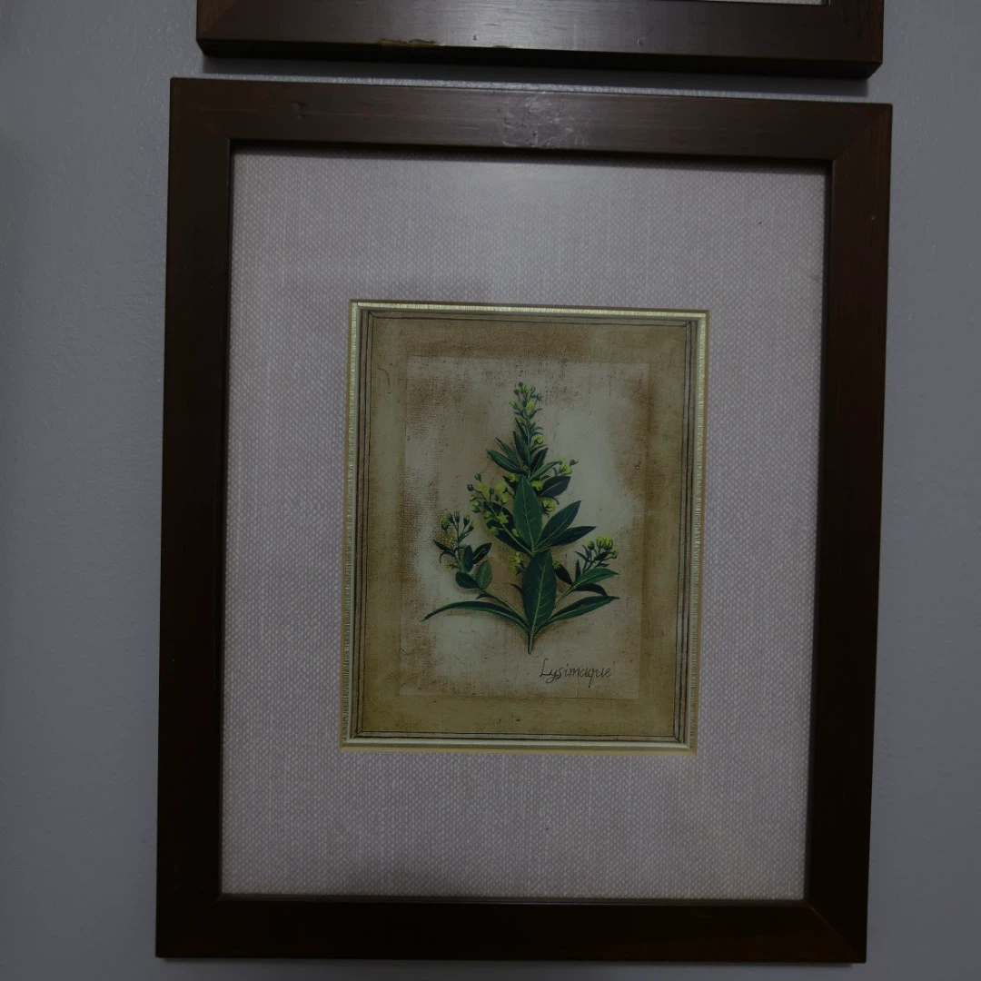 Set of 6 Botanical Art Prints - photo 4