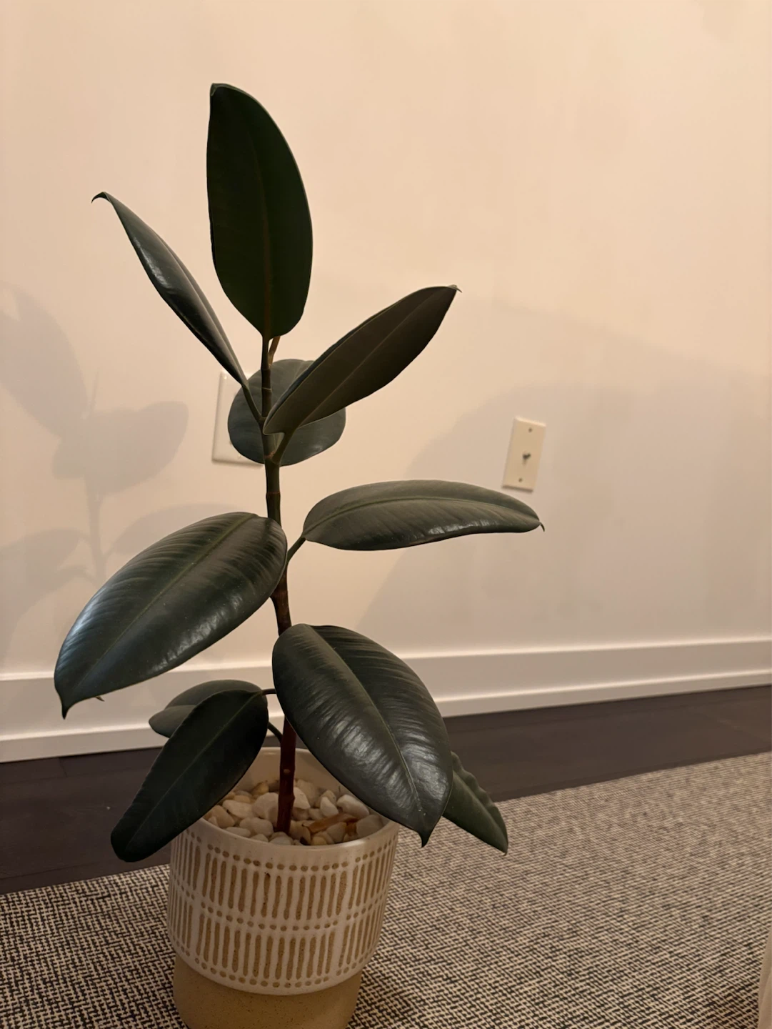 Rubber Plant in Decorative Pot
