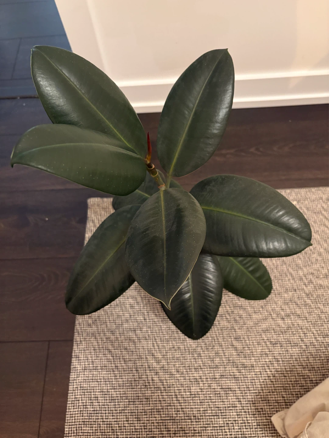 Rubber Plant in Decorative Pot - photo 2