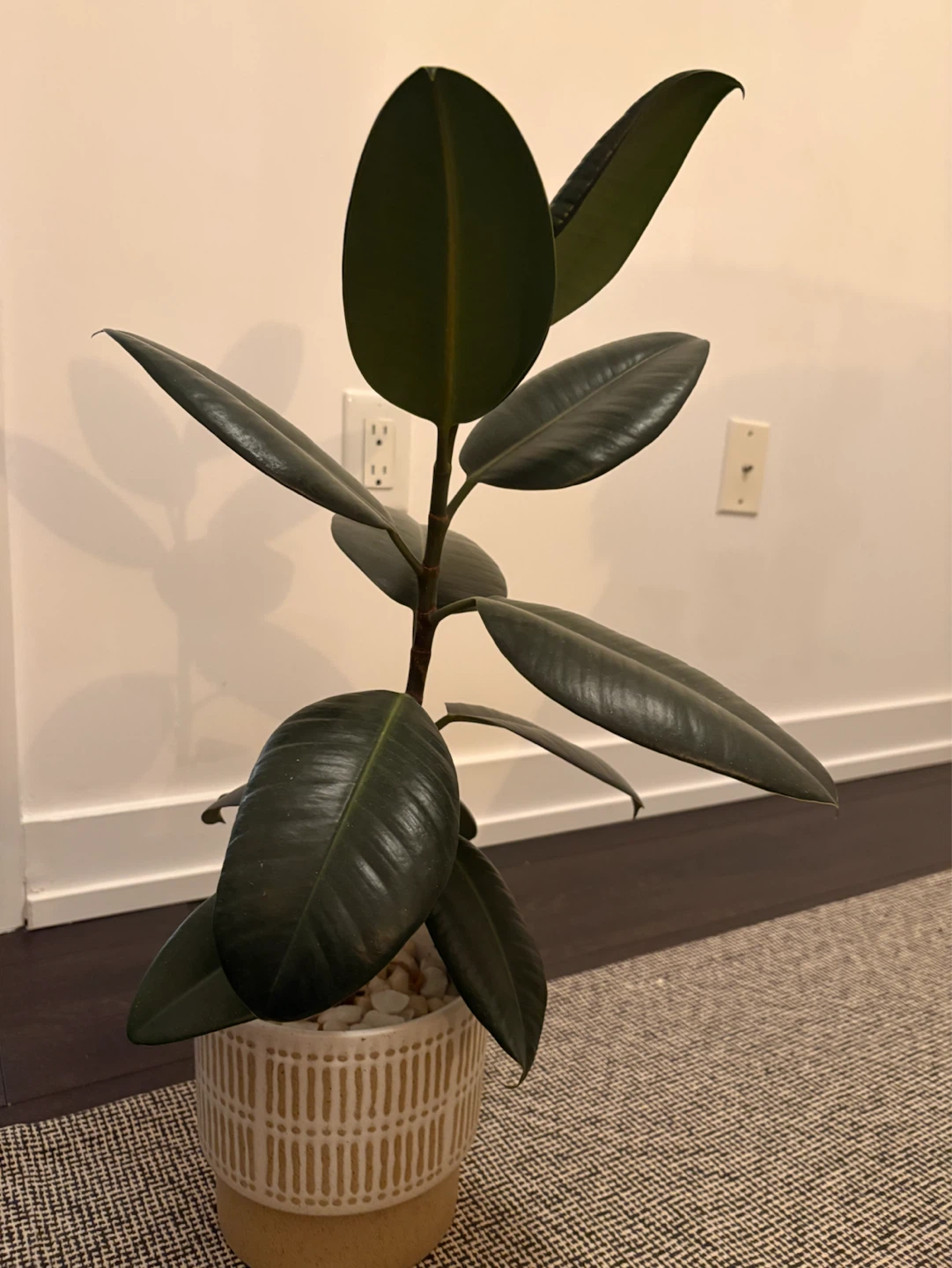 Rubber Plant in Decorative Pot - photo 3