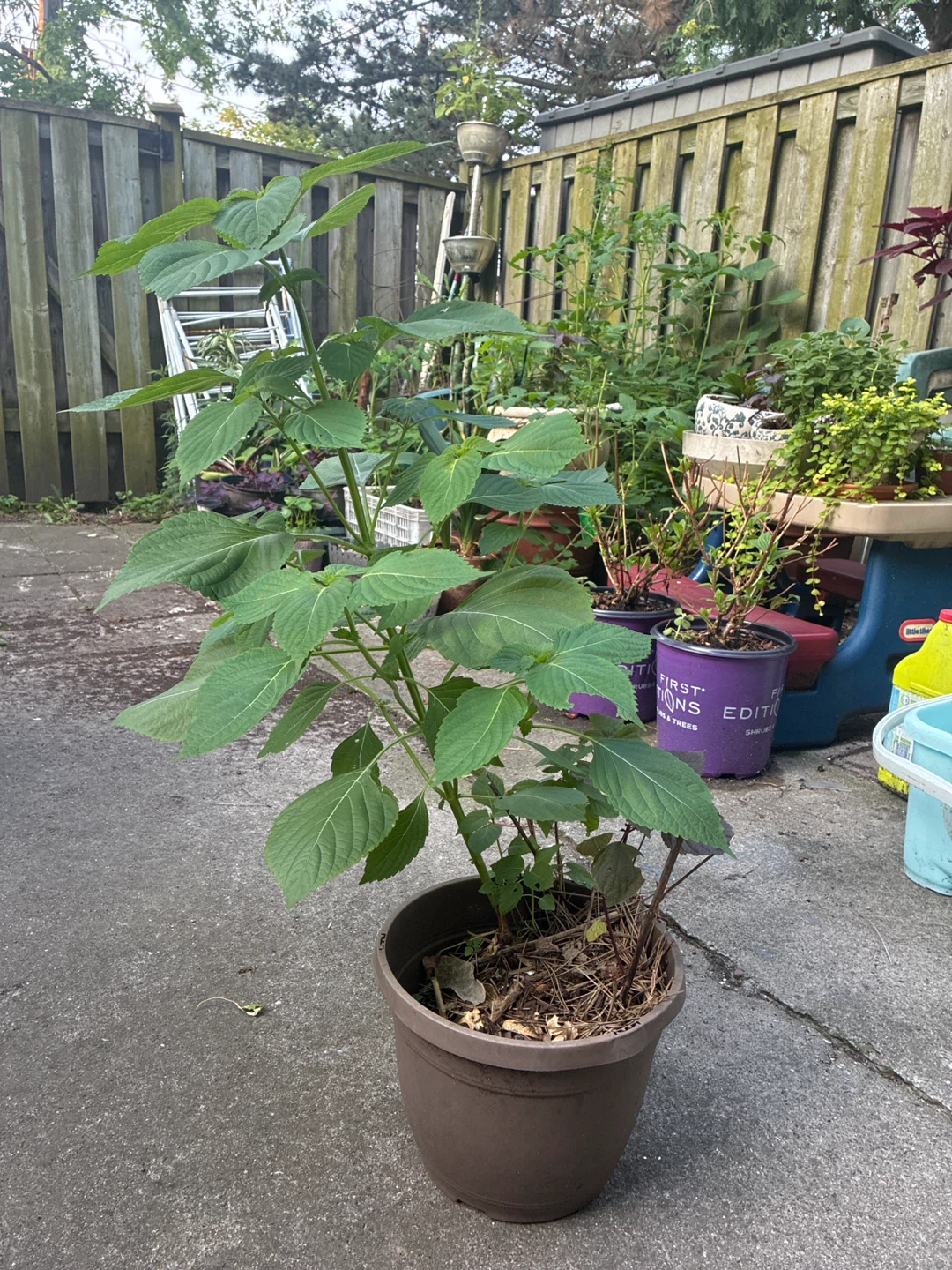 Potted Plant perilla