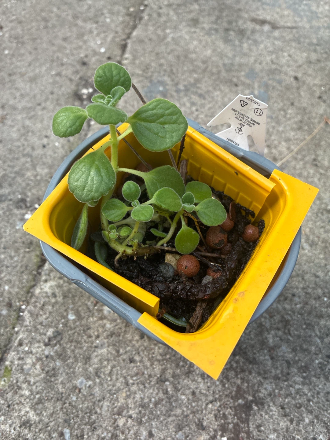 Plectranthus Plant in Yellow Pot