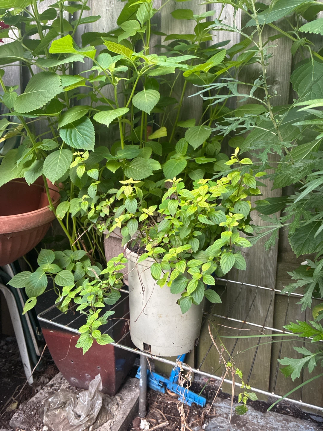 Healthy potted herb plant mint