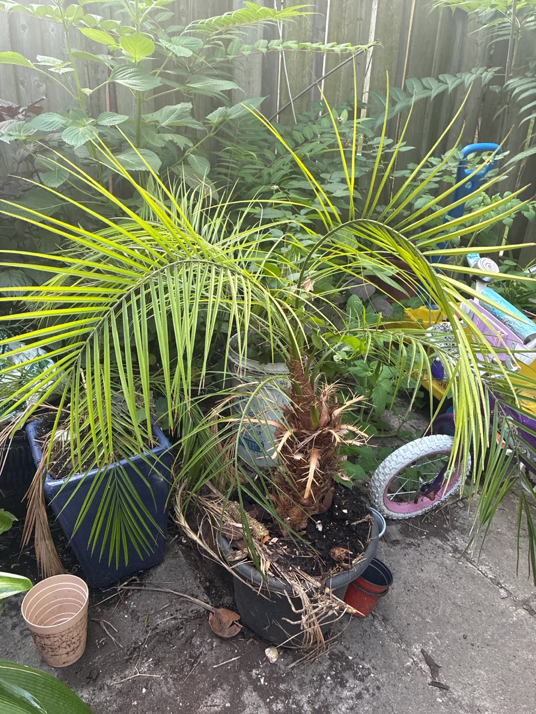 Potted Palm Tree