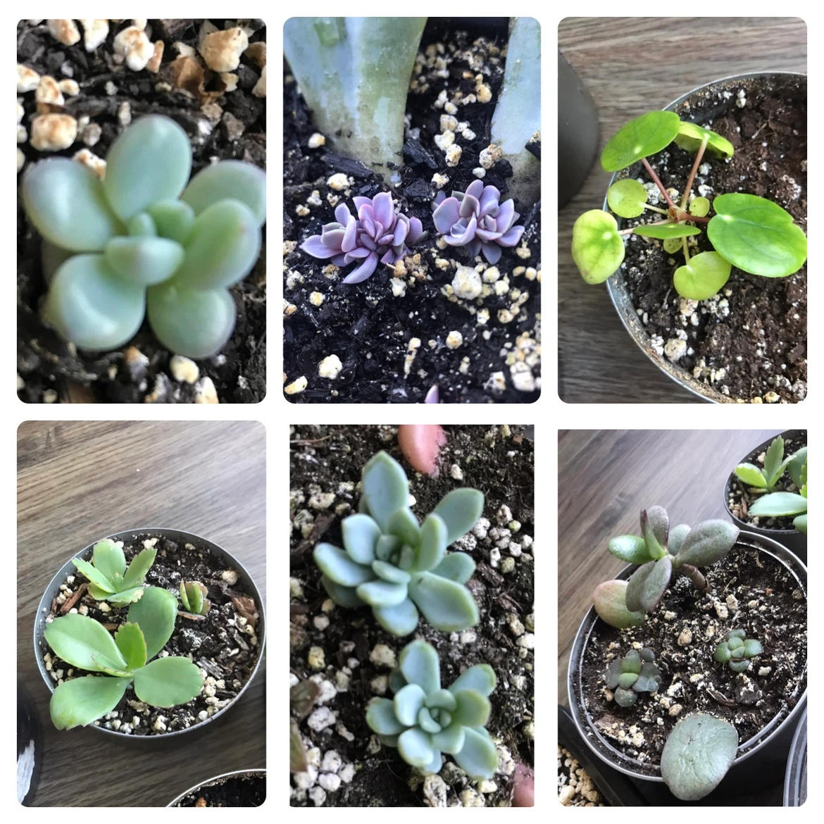 Baby Succulents: Any 2 for $5, 3 for $7, 5 for $10