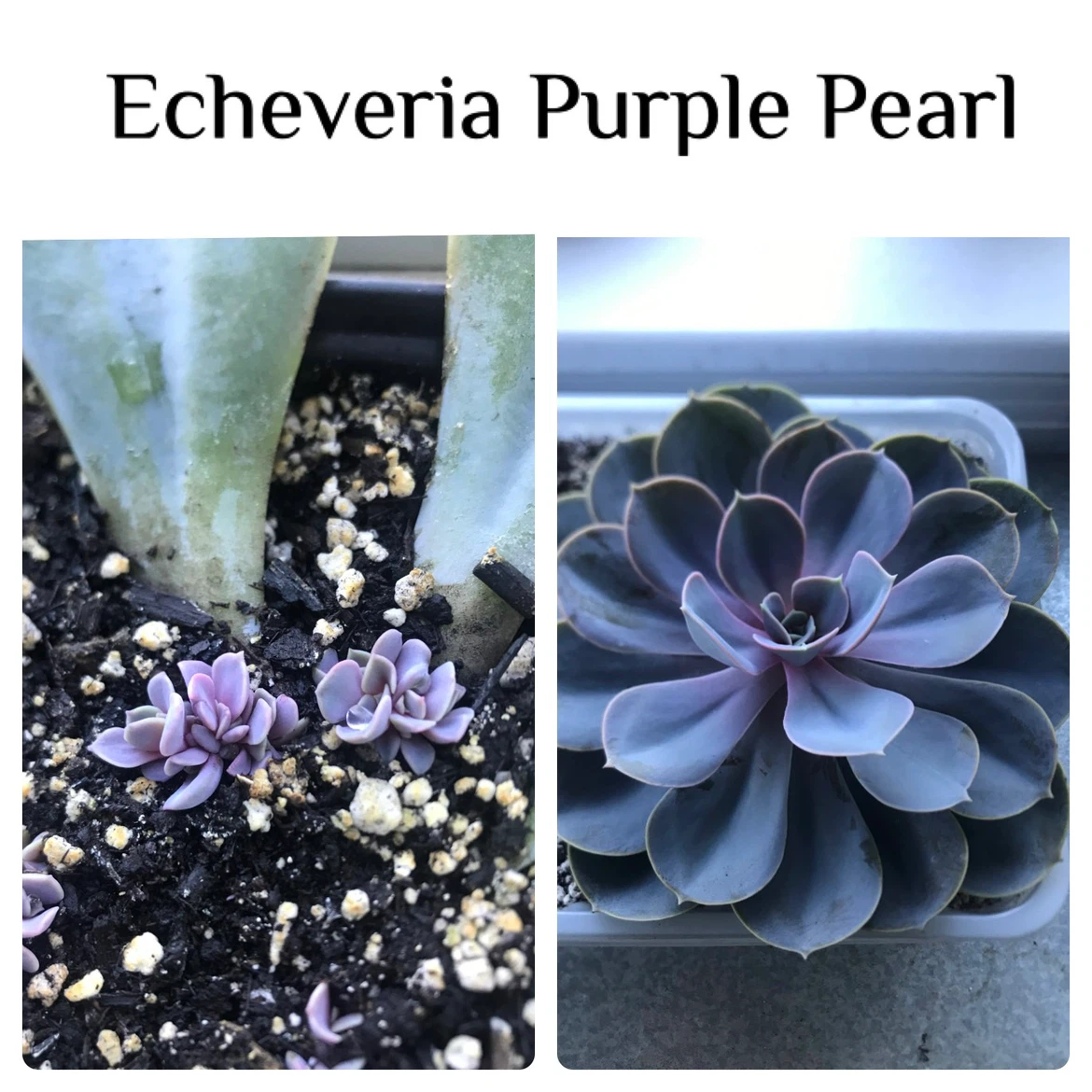 Baby Succulents: Any 2 for $5, 3 for $7, 5 for $10 - photo 2