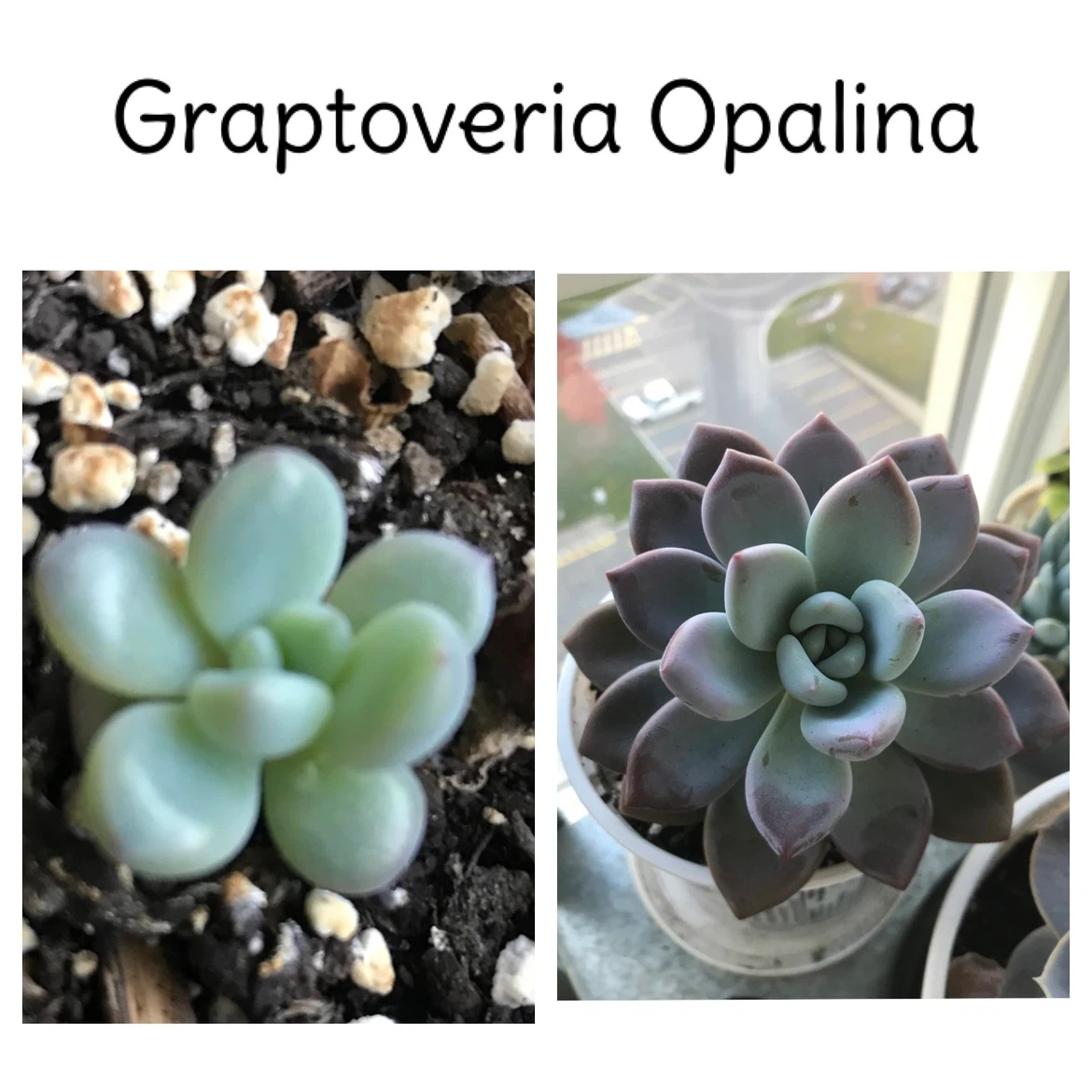 Baby Succulents: Any 2 for $5, 3 for $7, 5 for $10 - photo 3