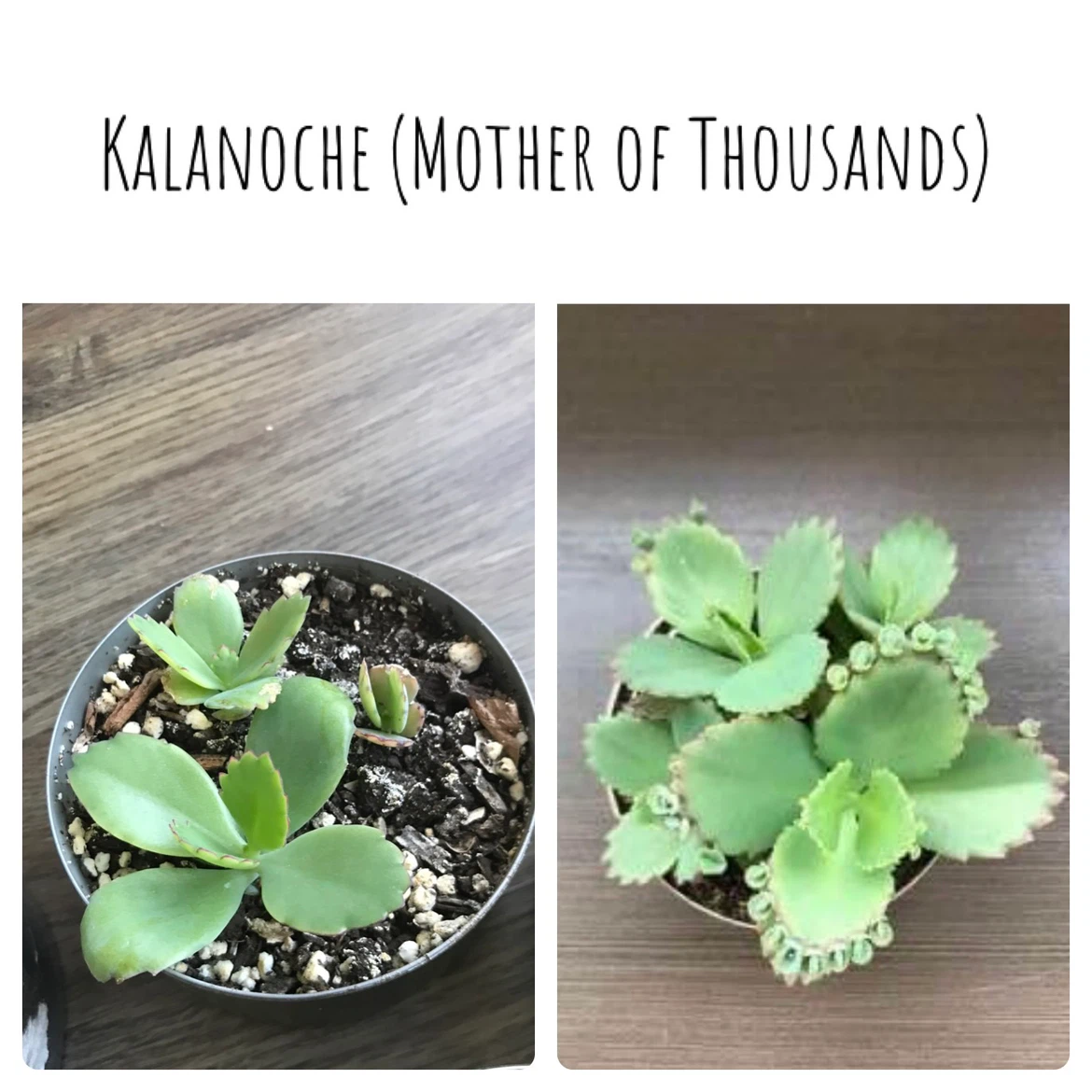 Baby Succulents: Any 2 for $5, 3 for $7, 5 for $10 - photo 4